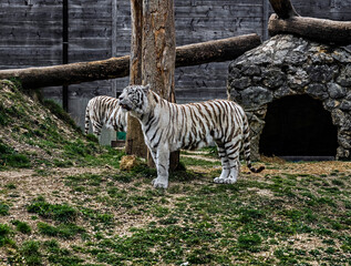 White tiger on the lawn. Latin name -Panthera tigris tigris, var. alba	
