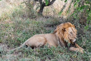 Naklejka premium view of the Serengeti National Park