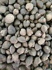 The sea shells in the market.