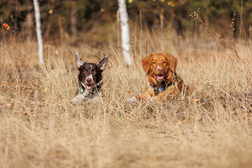 nova scotia duck tolling retriever
