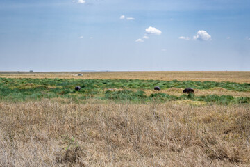 view of the Serengeti National Park