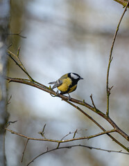 Great Tits Eating Bird Feeder Create Charming Sight In Garden