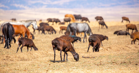Naklejka premium Rams and lambs graze in a meadow. Cattle grazing. A flock of rams walks across an autumn field in search of grass. sheep