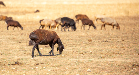Rams and lambs graze in a meadow. Cattle grazing. A flock of rams walks across an autumn field in search of grass. sheep