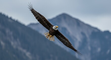 Bald Eagle in Flight
