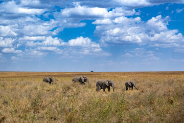View of the Serengeti National Park