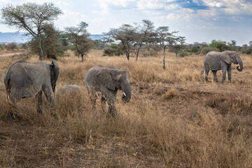 Obraz premium View of the Serengeti National Park