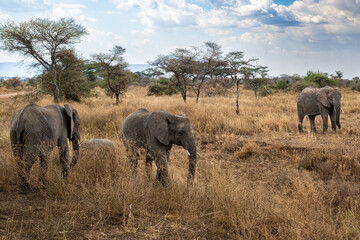 Naklejka premium View of the Serengeti National Park