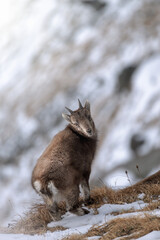 Baby alpine ibex at the edge of a ravine. Capra ibex, Winter, Italy.