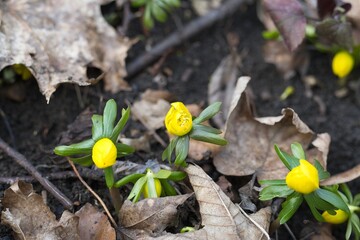 beautiful flowering winter aconite flowers in a forest