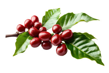 Branch of coffee tree with red bean and leaves