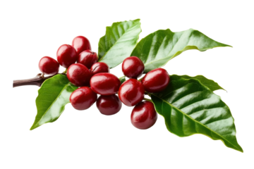 Branch of coffee tree with red bean and leaves