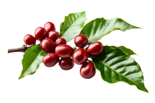 Branch of coffee tree with red bean and leaves