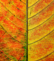 leaf background texture macro photography