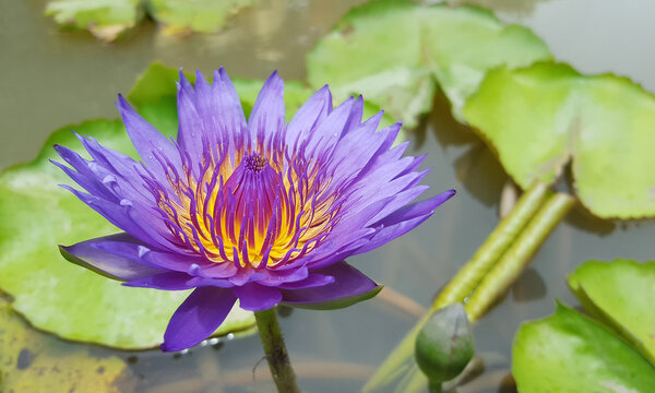 Lotus flower in pond