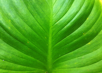 close up green leaf texture