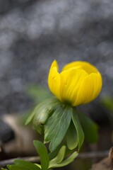 macro of a beautiful flowering winter aconite flower in a forest