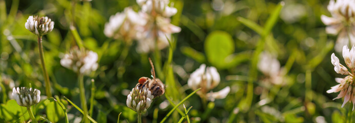 Honey bee collecting nectar on clover blossom. Pollination. Environmental concept, saving the bees concept