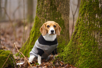 Beagle dog wearing sweater sitting on the ground in the forest, around moss covered trees, blurred background 