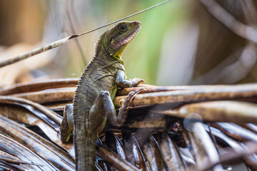 Chinese water dragon (Physignathus cocincinus), rare wildlife in the tropical.