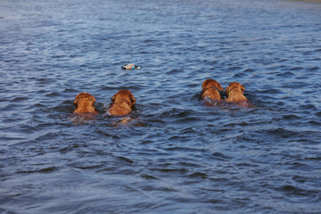 nova scotia duck tolling retriever