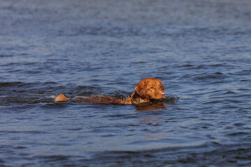 nova scotia duck tolling retriever