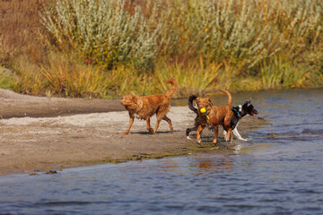 nova scotia duck tolling retriever