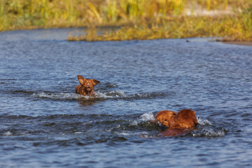 nova scotia duck tolling retriever