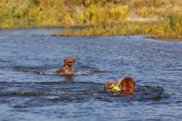 nova scotia duck tolling retriever