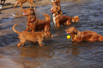 nova scotia duck tolling retriever