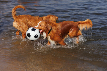 nova scotia duck tolling retriever