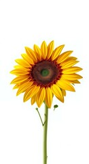Fototapeta premium Vibrant Sunflower on White Background