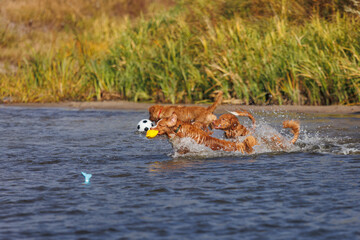 nova scotia duck tolling retriever