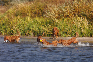 nova scotia duck tolling retriever