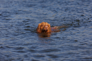 nova scotia duck tolling retriever