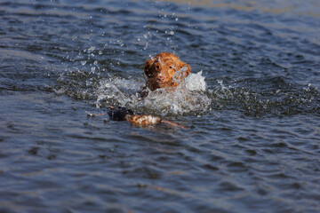 nova scotia duck tolling retriever with duck