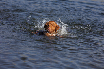 nova scotia duck tolling retriever with duck