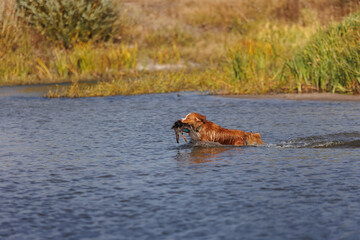 nova scotia duck tolling retriever with duck