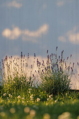 Levander (Lavandula angustifolia) blooming flower at sunset. Home garden composition ideas. Selective focus, beautiful bokeh.
