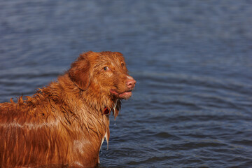 nova scotia duck tolling retriever