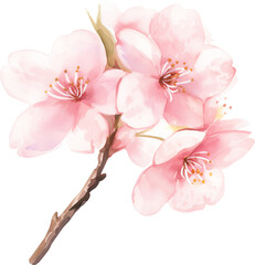 Obraz premium Cherry blossom flowers watercolor painting isolated on transparent background.