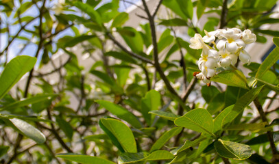 Plumeria flower on a tree. White tropical frangipani flower. Tropical landscape of beautiful plants and flowers.