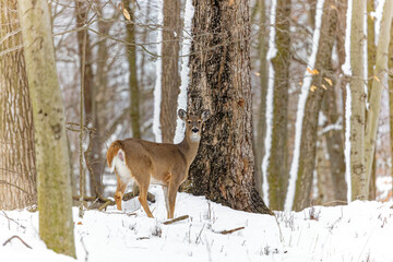 Fototapeta premium The white-tailed deer (Odocoileus virginianus), also known as the whitetail or Virginia deer in the snowy forest