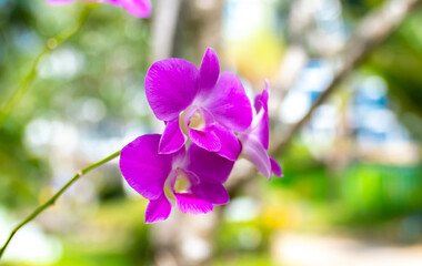 Flowers purple orchid close up on blurred nature background. Orchids blooming on the streets of...