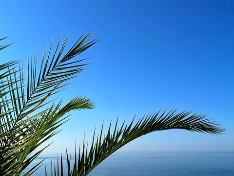 Palm leaves against blue sky - Powered by Adobe