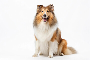 Adorable Rough Collie Dog Sitting and Smiling Isolated On a White Background
