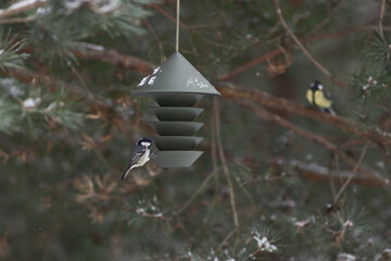 Wild birds on bird feeder with seed in winter. Focus on birds and feeder. Defocused background with trees. Nature concept.
