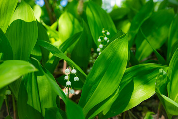 Close-up view of delicate lily of the valley flowers rising gracefully from lush green foliage, creating an enchanting springtime atmosphere filled with beauty and tranquility
