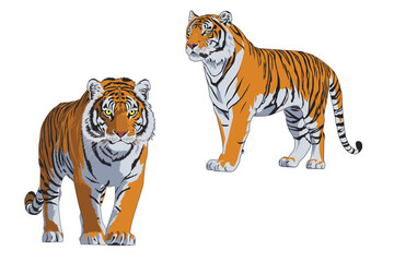 tiger vector with hight resolution 