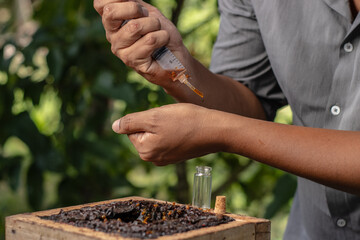 HARVESTING NATIVE HONEY FROM THE AMAZON JUNGLE, STINGLESS BEES OR MELIPONA WHERE PURE AND MEDICINAL HONEY IS EXTRACTED, IT IS USED TO TREAT RESPIRATORY DISEASES